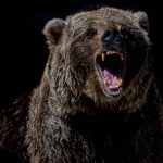 brown bear with blue eyes