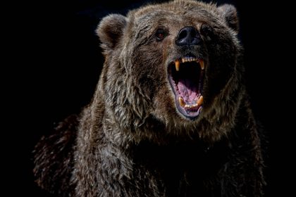 brown bear with blue eyes
